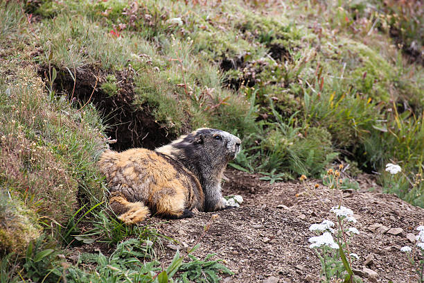 - «marmot murmeltier - olympic marmot стоковые фото и изображения