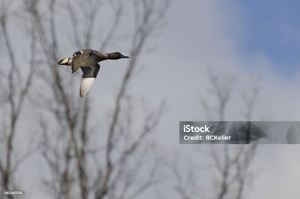 Male Green-Winged Teal Flying in a Cloudy Sky Green-Winged Teal Duck Stock Photo