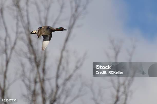 Male Greenwinged Teal Flying In A Cloudy Sky Stock Photo - Download Image Now - Green-Winged Teal Duck, Animal Wing, Blue