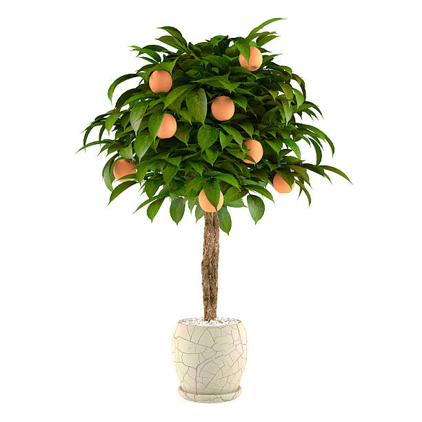 istock Citrus lime tree in the pot. Flowerpot 462367979