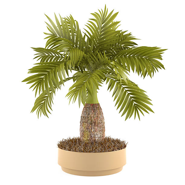 istock Decorative palm plant in the pot 462368051