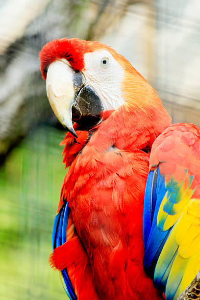 istock Portrait of a colorful ara parrot 462368727