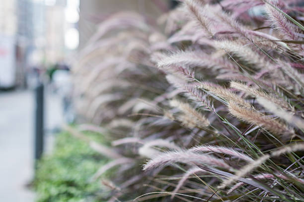 Bunch of unique grey plant stock photo