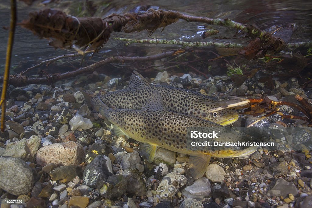 Desove mar trout (Salmo trutta) en creek - Foto de stock de Trucha común libre de derechos