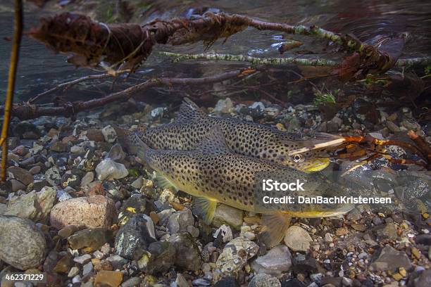 Desove Mar Trout En Creek Foto de stock y más banco de imágenes de Trucha común - Trucha común, Trucha, Riachuelo