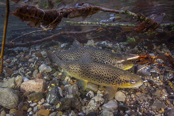 산란기 바다송어 (salmo trutta) 크릭 - brown trout 뉴스 사진 이미지