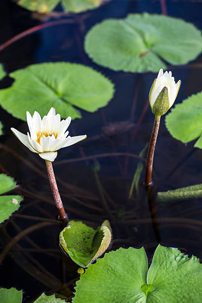 istock Lotus. Water lily flower 462373035