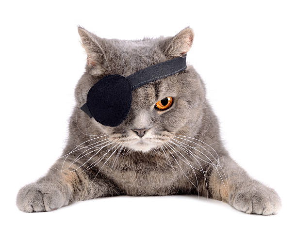 Pirate Cat Stock Photo - Download Image Now - Pirate - Criminal, Medical Eye  Patch, Costume Eye Patch - iStock