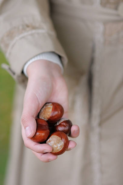 istock Woman holding chestnuts in her hands 462375663