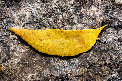 Single yellow-gold elm leaf resting on a rocky ledge