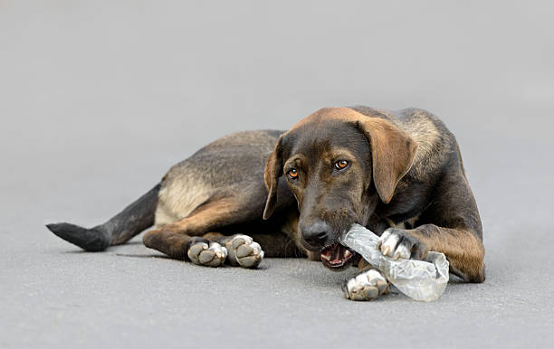 istock Funny dog trying to open a bottle 462378325