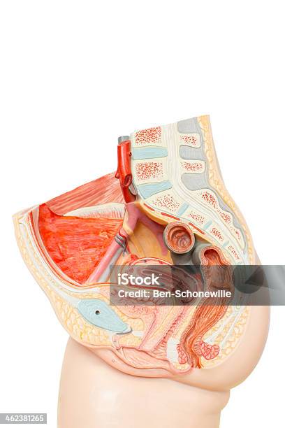 Human Female Reproductive Organs Stock Photo - Download Image Now - Pelvis, Anatomy, Female Likeness