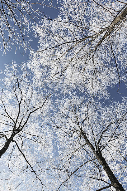 frost em árvores em um parque - locust tree landscape scenics - fotografias e filmes do acervo