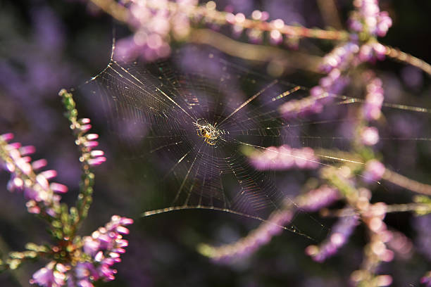 araignée-araña - depredador photos et images de collection