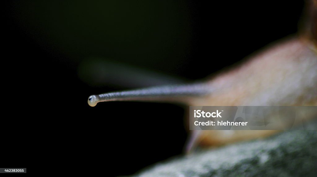 Caracol - Foto de stock de Animal royalty-free