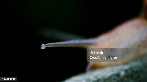 Foto de Caracol e mais fotos de stock de Animal - Animal, Caracol, Comida