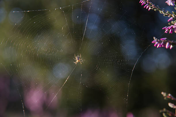 araignée-araña - depredador photos et images de collection