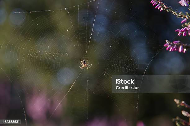 Spider Araña Stock Photo - Download Image Now - Animal, Animal Wildlife, Arachnid