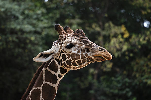 istock portrait of a giraffe 462383881