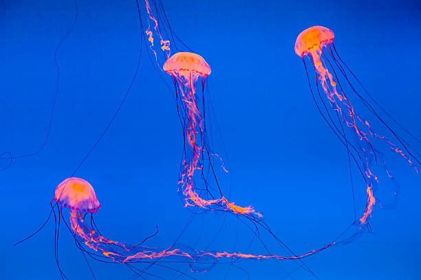 istock jelly fish in the blue sea 462383937