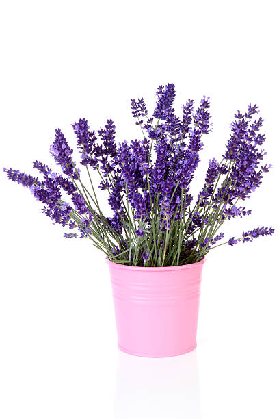 istock Bouquet of picked lavender in vase o 462384299