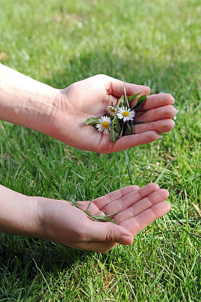 en primavera - geschützt fotografías e imágenes de stock