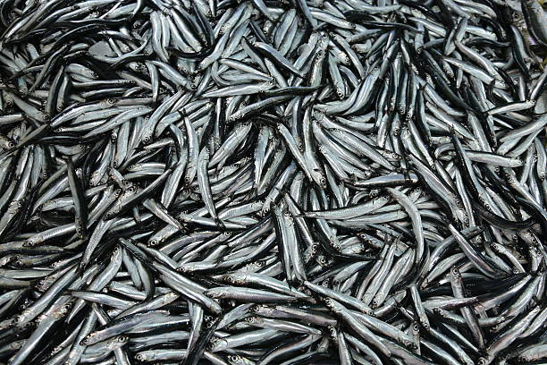 istock Anchovies on Seller's Table 462384893