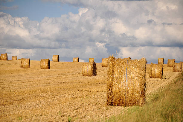 istock Rural landscape with golden straw bales 462385657