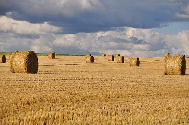 istock Rural landscape with golden straw bales 462385663