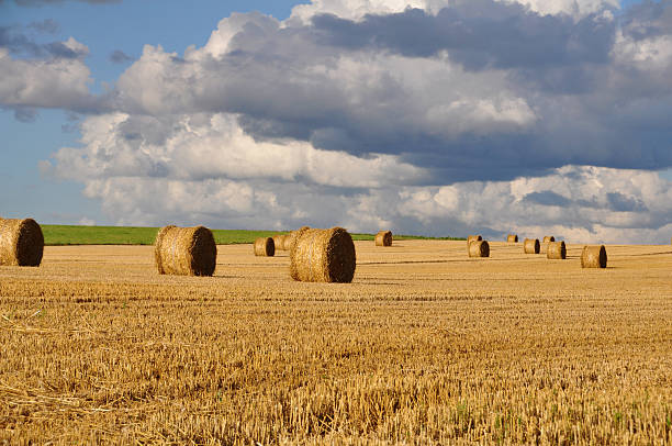 istock Rural landscape with golden straw bales 462386265