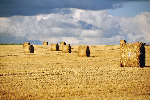 istock Rural landscape with golden straw bales 462386289