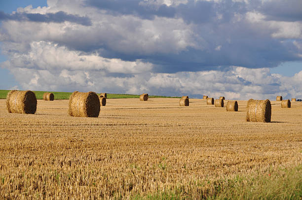 istock Rural landscape with golden straw bales 462386297