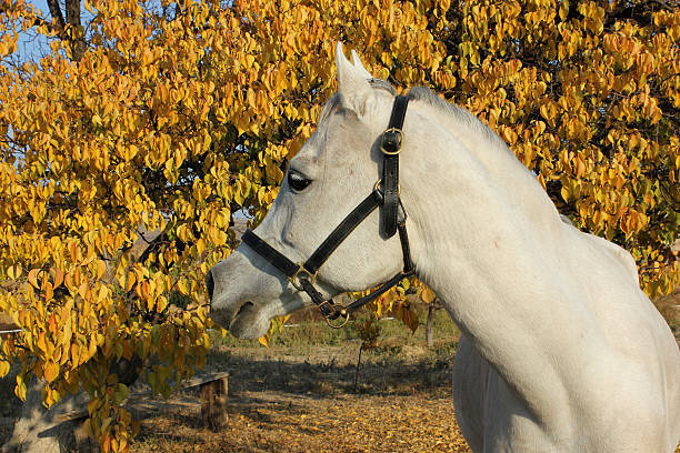 istock Arabian horse autumn portrait 462387473