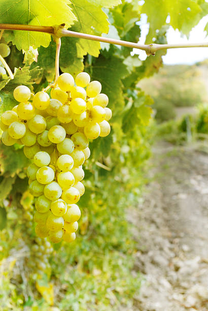 istock Sweet and tasty white grape bunch 462387731