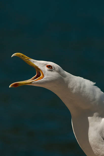 istock The cry of a gull 462387943