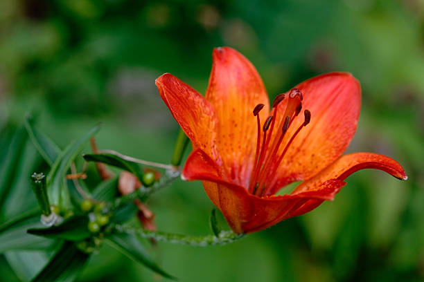 istock Orange lily in the wild 462388125