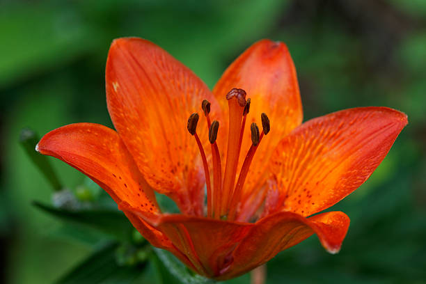 istock Orange lily in the wild 462388131