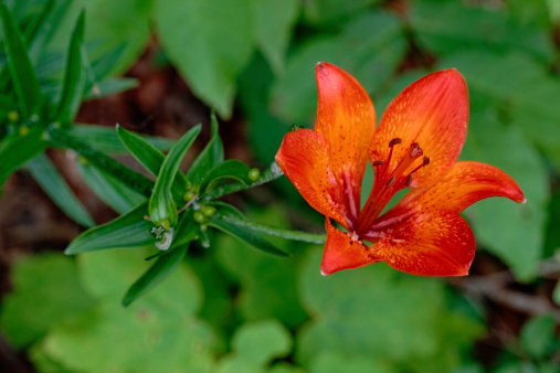 Orange lily in the wild (Lilium bulbiferum)