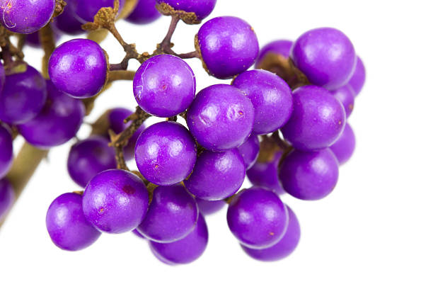 macro of beautyberry bush isolated