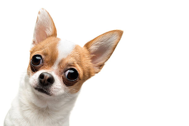 Funny Chihuahua peeping out the frame Funny Chihuahua peeping out the frame, against white background snout stock pictures, royalty-free photos & images