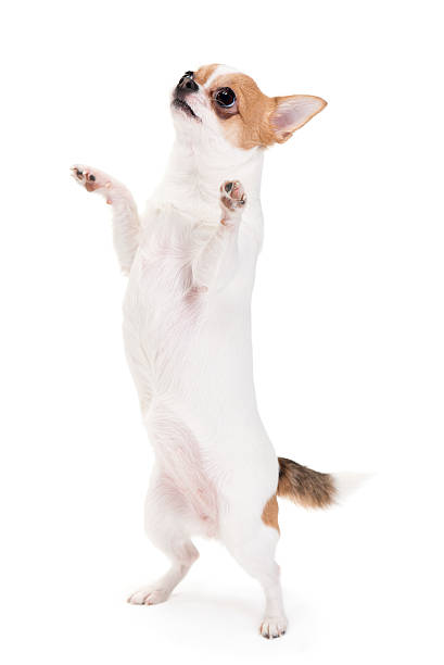 istock Playful Chihuahua 462392673