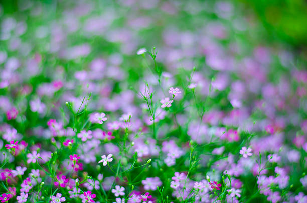 Gypsophila flower, suitable for background