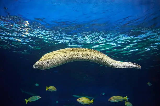 Photo of Moray hunting underwater