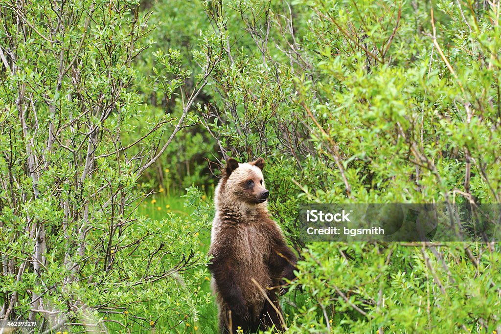 Wild Grizzly Bear - Foto de stock de Adulto libre de derechos