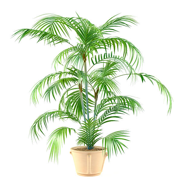 istock A palm plant in a small pot on a white background 462394333