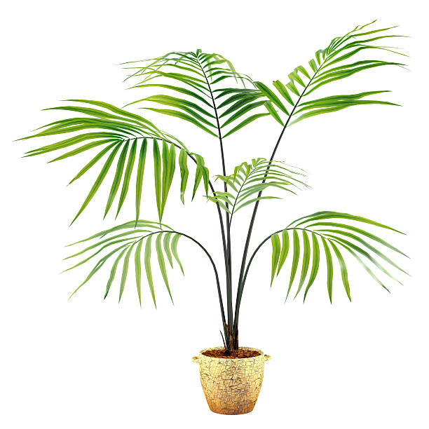 istock Palm plant in the pot 462394387