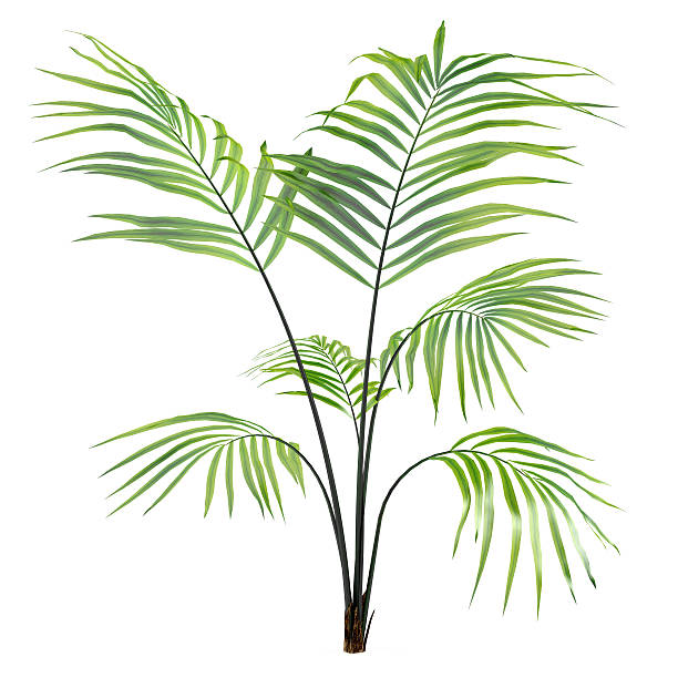 palma albero pianta isolato - picturesque america or the land we live in foto e immagini stock