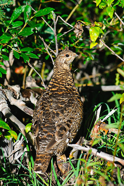 spruce grouse - grouse spruce tree bird camouflage - fotografias e filmes do acervo