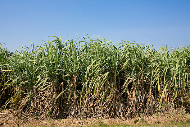 istock Sugar cane field in blue sky 462395859