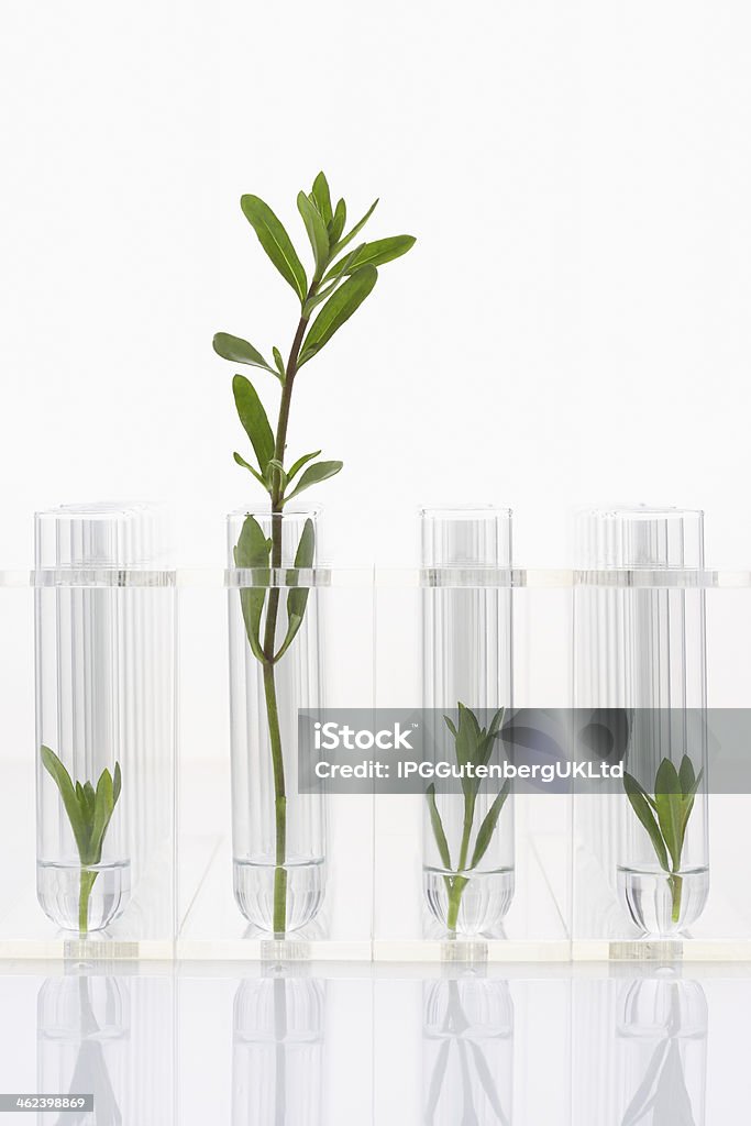 Large plant with three small plants in test tubes Test Tube Stock Photo